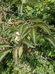 Cornus drummondii