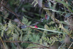 Cotoneaster integerrimus