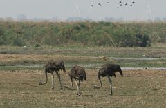 Struthio camelus australis