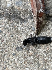Ocypus olens