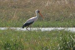 Mycteria ibis