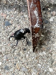 Ocypus olens