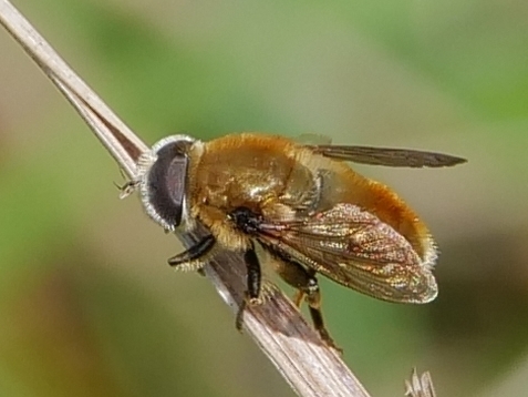 Merodon aeneus