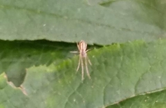 Tetragnatha extensa