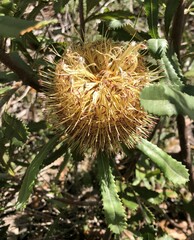Banksia ornata