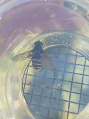 Sericomyia silentis