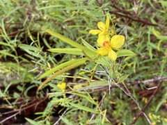 Labichea lanceolata