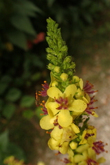 Verbascum nigrum
