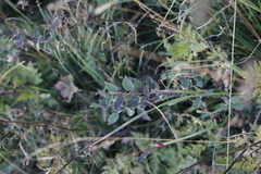 Cotoneaster integerrimus