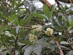 Alstonia scholaris