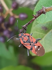 Spilostethus pandurus