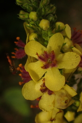 Verbascum nigrum