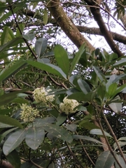 Alstonia scholaris