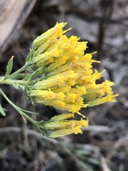 Chrysothamnus viscidiflorus