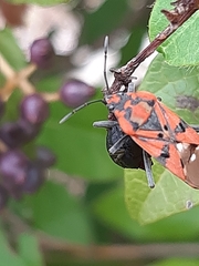Spilostethus pandurus