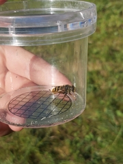 Sericomyia silentis
