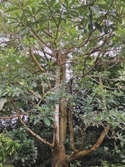 Alstonia scholaris