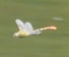 Erpetogomphus designatus