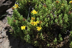Arrowsmithia pulvinaris