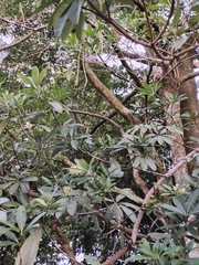 Alstonia scholaris