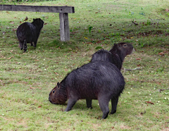 Hydrochoerus hydrochaeris