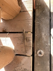 Sceloporus tristichus