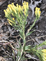 Chrysothamnus viscidiflorus