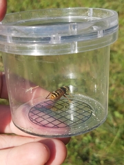 Sericomyia silentis