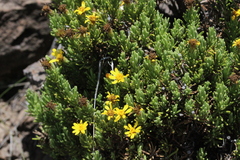 Arrowsmithia pulvinaris