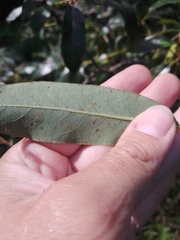 Salix pentandra