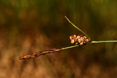 Carex tomentosa