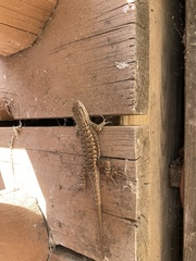 Sceloporus tristichus