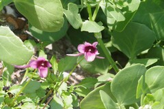 Diascia