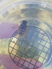 Sericomyia silentis