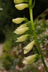 Digitalis lutea
