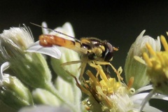 Sphaerophoria contigua