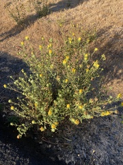 Grindelia squarrosa