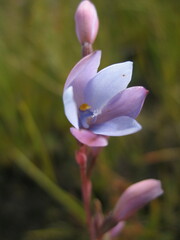 Thelymitra cornicina