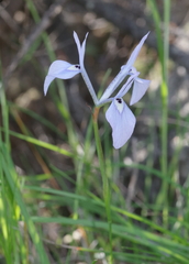 Moraea tripetala