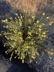 Grindelia squarrosa
