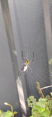 Argiope anasuja
