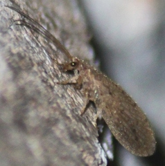 Micromus subanticus