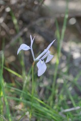 Moraea tripetala