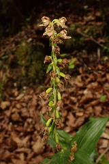 Epipactis