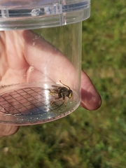Sericomyia silentis