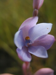 Thelymitra cornicina