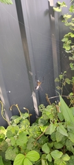 Argiope anasuja