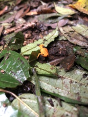Brachycephalus alipioi