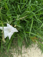 Ruellia metziae