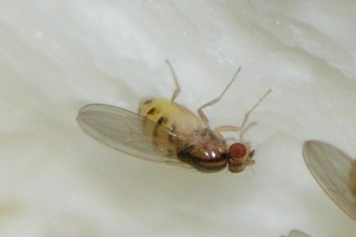 Hirtodrosophila trivittata